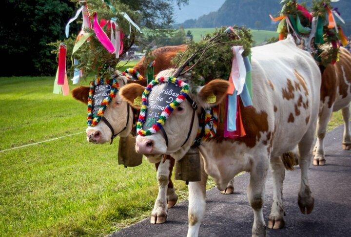 Transhumance